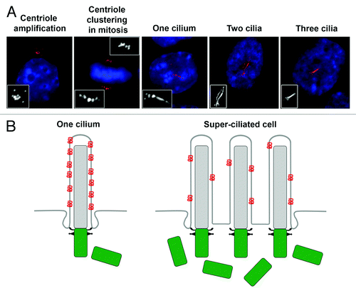 Figure 2. Supernumerary centrosomes nucleate extra cilia and compromise ciliary signaling. (A) Examples of fibroblast cells with amplified centrioles and cilia. Centriole amplification was achieved by briefly expressing Plk4.Citation54 Cells assembled excess centrioles in S-phase, which clustered together at the poles of the mitotic spindle. Once cells completed mitosis and entered a quiescent stage, the majority of cells possessed more than one primary cilium. Cells were stained for glutamylated tubulin (centrioles and cilia; red) and DNA (blue). Images were reproduced with permission from reference 54. (B) Model depicting ciliary dysfunction caused by dilution of ciliary signaling component (red) in super-ciliated cells. In normal mono-ciliated cells, ciliary proteins are concentrated within the ciliary compartment, and this is critical for pathway activation. In super-ciliated cells, the ciliary protein is distributed among multiple cilia, resulting in a reduced concentration of the signaling component per unit length cilium, causing defective pathway activation.Citation54