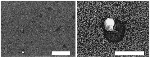 FIG. 3 SEM images of traces of cloud droplets sampled in ACES. The bars in the images are 50 μ m (left) and 20 μ m (right).