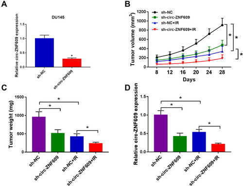 Figure 8 Circ-ZNF609 silencing elevates radiosensitivity of PCa in vivo. (A) qRT-PCR was implemented to measure the expression of circ-ZNF609 in DU145 cell line stably transfected with sh-NC or sh-circ-ZNF609. (B) Tumor volume in sh-NC group, sh-circ-ZNF609 group, sh-NC + IR group and sh-circ-ZNF609 + IR group was measured every 4 d after 8-d injection. (C) Tumors in different groups were resected and weighed after 28-d injection. (D) The expression of circ-ZNF609 was detected in different groups by qRT-PCR. *P<0.05.