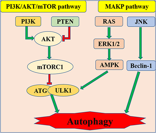 Figure 3 PI3K/Ak/mTOR and AMPK pathway relating to autophagy in SIMI.