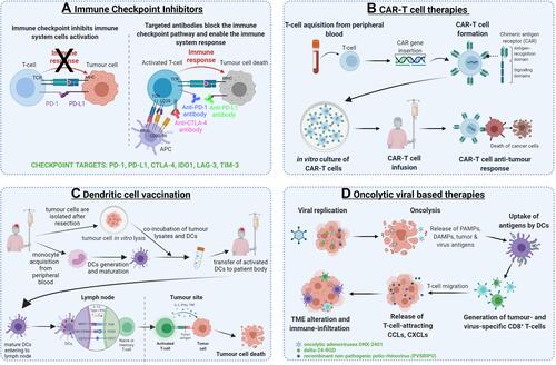 Figure 3 The most prominent immunotherapeutic strategies for glioblastoma. (A) The mechanism of immune checkpoint inhibition. (B) The CAR-T therapy from the creation of CAR-T cells to the direct anti-tumour effects. (C) Two different vaccination strategies for glioblastoma: tumour-associated antigen peptide vaccination, autologous dendritic cell transfer following the exposure to tumour lysate. (D) Oncolytic viral therapy mechanisms from oncolysis to alterations of tumour microenvironment. Created with BioRender.com.