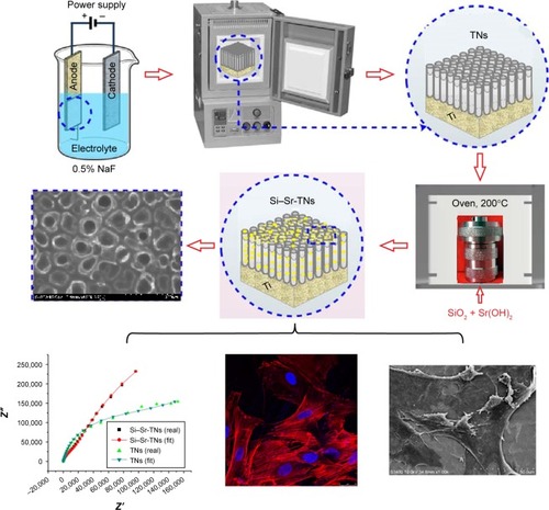 Figure 1 Schematic process for the preparation and characterization of the highly ordered arrays of Si–Sr-TNs on titanium.Abbreviations: Si, silicon; Sr, strontium; TNs, titania nanotubes.