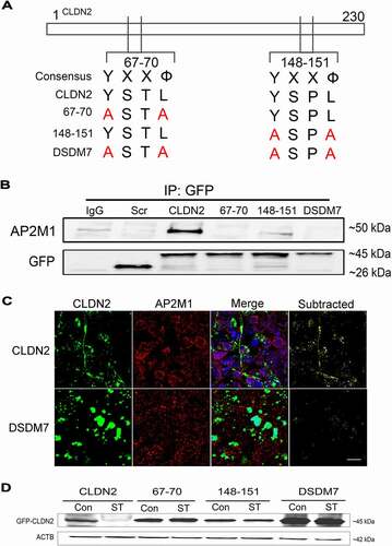 Figure 7. Identification of AP2M1 anchoring region in CLDN2. (A) CLDN2 has two YXXΦ (Φ, a bulky hydrophobic residue – L/I/M/V/F) AP2M1 anchoring tyrosine motifs at amino acid 67–70 and 148–151 region. These motifs were mutated individually (67–70: CLDN2Y67A,L70A; 148–151: CLDN2Y148A,L151A) or together (Double mutant, DSDM7: CLDN2Y67A,L70A,Y148A,L151A) by site-directed mutagenesis, substituting the Y and Φ amino acids with alanine, as shown in panel A. (B) Wild type GFP-CLDN2 and the mutated GFP-CLDN2 carrying plasmids were transfected individually into HEK293 cells and co-immunoprecipitated using anti-GFP antibody. The immunoprecipitates when probed for AP2M1, showed AP2M1 being co-immunoprecipitated only with wild type CLDN2 and not with CLDN2 mutants. GFP bands are shown as loading control. IgG: Normal IgG control. Scr: scrambled control plasmid.CLDN2: wild type GFP-CLDN2. (C) In confocal immunofluorescence examination, HEK293 cells transfected with wild-type GFP-CLDN2 (CLDN2) showed strands of CLDN2 (green) and AP2 (red) colocalization. In subtracted panel, only yellow color of CLDN2-AP2 colocalization was retained. Mutations in AP2M1 anchoring motif in CLDN2 (Double mutant) altered CLDN2 localization and reduced CLDN2-AP2 colocalization, compared to wild-type CLDN2 transfected cells. Representation of 3 fields from 3 separate HEK293 monolayer samples. White bar: 10 µm. (D) Western blot showing that starvation reduces wild type GFP-CLDN2 compared to untreated control but all other mutated GFP-CLDN2 showed no significant difference compared to their corresponding untreated controls.