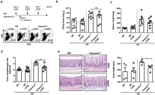 Figure 7. CEACAM1 controls the CD8+ T cells activity during bacterial induced colitis. Ceacam1−/− and WT mice were orally infected with ~ 2 × 109 CFU of C. rodentium and either injected with PBS or depleting anti-CD8 antibodies. (a) Experimental setup and efficacy of CD8+ T cell depletion in the colonic lamina propria at day 10 post infection was measured. (b) CFU/g feces at day 10 of infection. (c) Spleen weight and (d) colon weight/length ratio at 10 days post infection is indicated. (e) Representative H&E staining of colon sections (left graph) and crypt length (right graph) from infected Ceacam1−/− or WT mice either with or without CD8+ T cell depletion. All data are presented as mean ± SEM. Statistics were performed using the Student’s t-test (*, p < .05; **, p < .01; ***, p < .001).