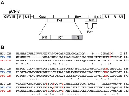 Figure 1. Design of FFV IN mutant. (a) Schematic illustration of the FFV genome based on the pro-viral clone pCF-7. (b) Amino acid alignment of CCD regions of HIV-1 IN, PFV IN, and FFV IN. HIV-1 IN sequence (upper) and FFV IN sequence (lower) were obtained from GenBank code accession numbers NC_001802 and CAD92796.1, respectively. PFV IN sequence (middle) is from protein database (PDB) code 3OY9. The six selected amino acid positions of FFV IN are marked with red letter; D107, D164, Q165, Y191, S195, and E200. The symbols denote the degree of conservation: *, identical;:, conservative; ., semi-conservative; blank, non-conservative.