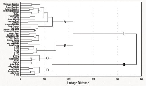 FIGURE 2 Dendrogram showing the clustering patterns of 42 Indian grapevine genotypes based on microsatellite markers.