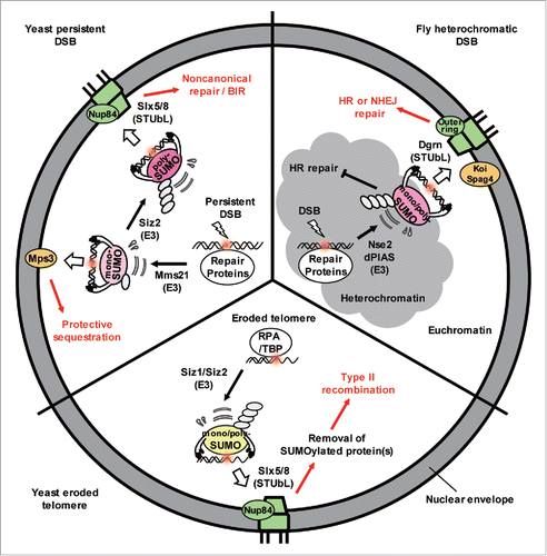 Figure 1. The extent of SUMO chain formation affects spatial sequestration of damage and the repair pathway choice. Repair proteins bind to DSBs and eroded telomeres in yeast and become modified by Mms21 and/or Siz1/Siz2 SUMO ligases. If monoSUMOylated, the DSBs shift to Mps3 where aberrant recombination is inhibited. If Siz2 adds a polySUMO chain, it is recognized by Slx5/Slx8, a STUbL enzyme that shifts the damage to nuclear pores. At the pore, ubiquitination of the polySUMOylated substrates and proteasome degradation facilitate alternative repair pathways. Similar events happen to DSBs in heterochromatin in flies (see text).