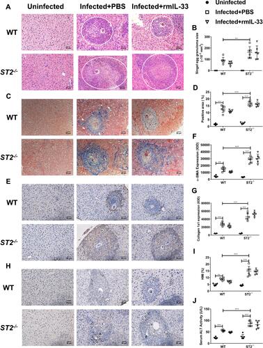 Figure 3 ST2 is indispensable for the protective effect of IL-33 on liver pathology in murine schistosomiasis japonica. WT and ST2−/− mice were divided into uninfected group, infected plus rmIL-33 group and infected plus PBS group. Each mouse in the infected groups was infected with 20 cercariae through shaved abdominal skin. Mice in the infected plus rmIL-33 group were intraperitoneally injected with exogenous rmIL-33 (dissolved in sterile PBS solution) from the 4th week to the 8th week post infection, with the total 5 μg of rmIL-33 per mouse. The mice in the infection plus PBS group were simultaneously given the equal volume of PBS. The liver weight and body weight of all mice were recorded. At the 8th week post infection, all mice were sacrificed and the liver and peripheral blood were collected. (A) Representative images of HE staining of liver sections (single egg granuloma indicated by white circles) and (B) the statistical graphs of single granuloma area. (C) Representative images of Masson’s staining of liver sections and (D) the statistical graphs of the blue collagen area proportion. The hepatic expression of two main extracellular matrix components, α-SMA (E) and Collagen 1a1 (H). The statistics of IOD of α-SMA (F) and Collagen 1a1 (G). The statistical graphs of HMI (Hepatic Mass Index, (I)) and ALT (Alanine aminotransferase, (J)) levels in peripheral blood from mice. Data are expressed as means ± SEMs based on 6 mice in each group and from 2 independent experiments. Asterisks mark significant differences among different groups (**P < 0.01, ***P < 0.001).
