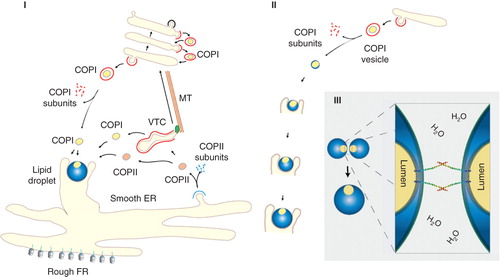 Figure 1. Biogenesis of lipid droplet through COPI vesicles. In I, ER and Golgi trafficking through COPI and COPII vesicles. COPII vesicles bud from the ER and transport proteins and lipids from the ER to the Golgi. COPI vesicles mediate recycling of resident proteins from the Golgi back to the ER and from distal to proximal cisternae within the stack. In the proposed model, lipid droplets form in close association with ER membrane seeded from a COPI vesicle. As SNARE proteins and other trafficking machinery proteins will be present in the droplet, COPI and COPII can fuse with the growing droplet. Association with the ER persists throughout the life of the lipid droplet facilitating exchange of lipids and proteins. In II, COPI-derived lipid droplets form from Golgi membrane using the COPI coat machinery, and subsequently translocate to the ER. The ER holds the newly emerged lipid droplet in a cup-like incubator and feeding the droplet. In III, two lipid droplets fuse via the respective regions that provide opposing bilayers incorporating required transmembrane SNARE proteins such as Syntaxin 5.