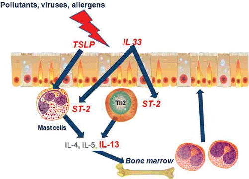 Figure 5. A schema for epithelial-centric origin of asthma. Environmental factors including viruses, pollution and allergens cause release of TSLP and IL33 from airway epithelium. TSLP and IL33 (via ST-2) stimulate the release of Th2 cytokines (including IL13) that have a direct effect on structural airway cells and stimulate the release of inflammatory cells from the bone marrow. The genes for which genetic variants alter susceptibility for asthma are indicated in red text.