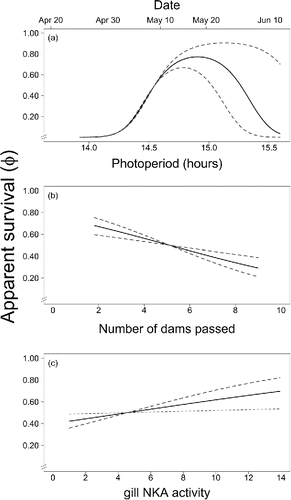 FIGURE 5. Means (solid line) and 95% CIs (dashed lines) of predictions from parameters of the Cormack–Jolly–Seber mark–recapture models used to estimate apparent survival (φ) of acoustically tagged Atlantic Salmon smolts through the Penobscot River estuary in 2005–2013. The panels show the effects of (a) individual timing, (b) number of dams passed by individuals, and (c) gill NKA activity of individuals on estimated survival.