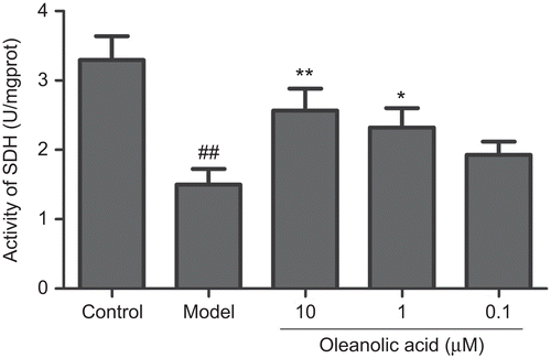 Figure 5.  Effect of oleanolic acid on activity of SDH in H2O2 injured PC12 cells (n = 3). ##P <0.01 versus control; **P <0.01, *P <0.05 versus model.