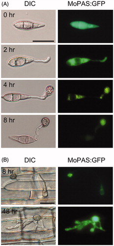 Figure 7. Localization of MoPAS1:GFP in Magnaporthe oryzae strain KJ201 on hydrophobic coverslips or in plants. (A) During appressorium development on hydrophobic coverslips, MoPAS1:GFP was localized in the conidia, germ tubes, and appressoria; (B) In planta observations in rice sheath. MoPAS1:GFP were uniformly localized in invasive hypha. Bar = 20 μm.