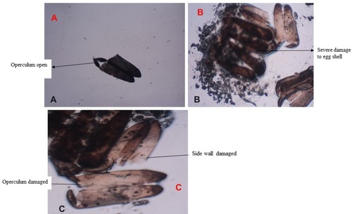 Figure 1 (A)Control Operculum open and egg hatching. (B and C) Abnormal egg hatching and operculum open from side wall damaged after exposure to Cipadessa baccifera acetone plant extract.