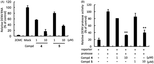 Figure. 3. Inhibition of DENV RNA and NS3-protease activity by compounds 4 and 5. Panel A. Huh-7 cells were infected with DENV-2 at a multiplicity of infection (M.O.I) of 0.2 and followed by the treatment of each DENV protease inhibitors for 3 days. The DENV RNA level was analysed by RT-qPCR with specific primer targeting viral NS5 gene, and relative viral RNA levels were normalised against cellular GADPH mRNA levels. Treatment of 50 μM 2′-C-methylcytidine (2CMC) direct against DENV RdRp served as positive control. 0.1% DMSO (Mock) served as negative control. Panel B. Huh-7 cells were transfected with pEG(MITA)SEAP and pcDNA-NS2B-GSG-NS3-Myc followed by incubation of each compounds, and the luciferase activity was analysed after 3 days treatment. Error bars denote the means ± SD of three independent experiments. *p < .05; **p < .01.