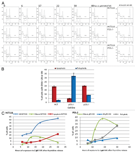 Figure 2 Cell cycle effect and induction of apoptosis by MK8745 (5 µM) in isogenic variants of HCT-116 cells (parental, p53−/−, p21−/−). (A) Flow cytometry analysis of the HCT 116 (top) and its isogenic variants; p21−/− (middle) and p53−/− (bottom) upon exposure to MK for different time points (6, 17, 22, 30 and 40 h) and exposure to ABI (100 nM AZD 1152) for 40 h after Propidium Iodide staining. (B) HCT116, p53−/− and p21−/− cells treated with 5 µM MK for 24 h and analyzed for its DNA content after staining with Propidium Iodide by flow cytometry analysis. Polyploidy (8N, blue bars) and apoptosis (<2N, red bars). (C) Mitotic population determined by flow cytometry analysis after probing for phospho MPM2, a mitotic marker, in all the three cell lines. HCT116 (i) and p53−/− (ii) cells were double thymidine blocked and released to 1 µM MK, harvested at 6, 9, 12, 18 and 30 h and analyzed for its DNA content after staining with Propidium Iodide and mitotic population after phospho MPM2 staining by flow cytometry analysis. All the results are representative of 3–4 independent experiments.