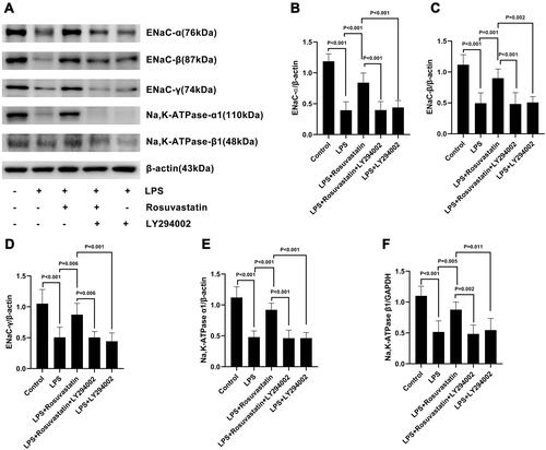 Figure 3 Effect of rosuvastatin on ENaC α, β, and γ subunits and Na,K-ATPase α1 and β1 subunits expression in LPS-induced lung injury. The rats were treated with LY294002 (PI3K inhibitor, 3 mg/kg) 1 hour before injection of rosuvastatin (1 mg/kg), twelve hours later, LPS was administered, and the lung tissues of each group were collected 8 h after LPS administration. Lung tissue homogenate was harvest to measure the ENaC α, β, and γ subunits and Na,K‐ATPase α1 and β1 subunits protein level (A–F). The data are presented as the mean ± SD, n = 6.