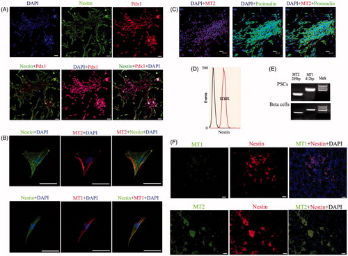 Figure 1. Expression of specific genes in PSCs in vitro and in vivo. (A) Detection of PSC markers by IF staining. Nestin staining was located in the cytoplasm, while Pdx1 staining was located in the nucleus. The nestin, Pdx1 and DAPI signals appear as garland-like structures in merged images. Pdx1, a transcription factor, is recognized as a marker of PSCs in pancreas development (bar = 50 μm). (B) Detection of melatonin receptors by IF staining in PSCs in vitro. Melatonin receptors include MT1 and MT2, which were co-expressed in PSCs (bar = 200 μm). (C) IF analysis of sections in differentiated beta cell clusters stained for proinsulin and MT2 (bar = 50 μm). (D) Purification of PSCs by FCM using nestin antibody. (E) RT-PCR analysis of sections from differentiated beta cells and PSCs tested for MT1 and MT2. (F) Co-expression of nestin, MT1 and MT2 in pancreatic tissue using IHC. The results demonstrated that these genes were co-expressed in pancreatic islet structures (bar = 50 μm).