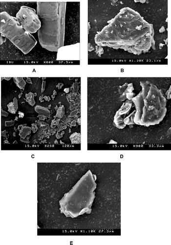 FIG. 3 Scanning electron micrographs. (A). Ibuprofen, (B). Polyethylene glycol 6000, (C). 1:1 w/w physical mixtures. (D). 1:1 w/w solid dispersions, and (E). 1:10 w/w solid dispersions.