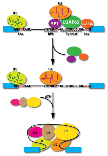 Figure 1. Critical events in early spliceosome assembly steps. U1 snRNP interacts with the functional 5' splice site (5'ss), SF1 recognizes branchpoint sequence (BPS), and U2 snRNP auxiliary factors bind the polypyrimidine tract (Py-tract) between the BPS and AG dinucleotide. After U2 snRNP binding at the 3' splice site (3'ss), SF1 and U2AF heterodimer detach from the spliceosome followed by the joining of the U4/U6.U5 tri-snRNPs in an ATP-dependent manner to convert pre-spliceosome to mature spliceosome.