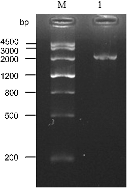 Figure 5. PCR analysis of the ZmERD2 promoter. 1: PCR product, M: DNA molecular weight Marker III (TIANGEN).