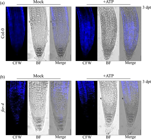 Figure 3. fer-4 is insensitive to eATP-regulated cell wall deposition Cell wall morphology was evaluated in (a) Col-0 and (b) fer-4 by calcofluor white (CFW) staining 3 days post-treatment (dpt) with mock (MS) or 500 μM ATP. Scale bar = 150 µM. The experiments were repeated thrice with similar results.