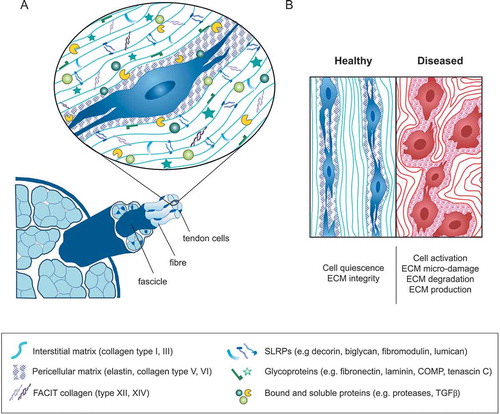 Figure 1. The tendon cell’s extracellular niche at a glance. (a) Tendon tissue comprises aligned collagen-rich fascicles interspersed with tendon stromal cells that reside in a highly complex/structured ECM niche. The interstitial matrix is mainly formed by collagen type I fibers, which constitute the most abundant ECM component in tendon and embrace the cells longitudinally. The non-collagenous matrix is rich in glycoproteins, in tendons mainly represented by the small leucin-rich proteoglycans (SLRPs). The pericellular matrix is a thin, continuous layer surrounding the cells and that contains collagen types V and VI, elastin and fibril associated collagens with interrupted triple helices (FACITs); (b) In healthy adult tendon tissue, the cells are closely connected to one another and remain in a quiescent state. In diseased tendon tissue, cell and ECM homeostasis are disturbed leading to cell activation and abnormal ECM production and turnover.