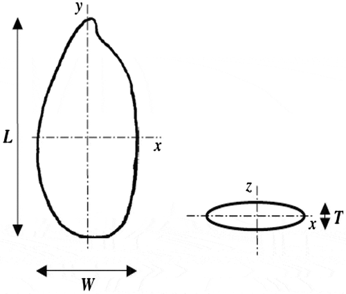 Figure 1. Dimensional representation of flaxseed