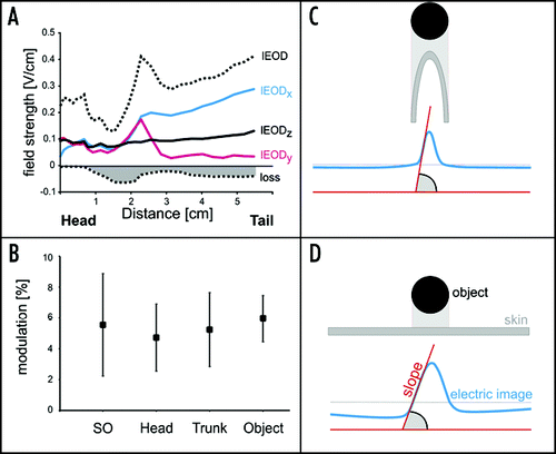 Figure 2 Properties of the local electric field (A and B) and the influence of body shape on electrical images (C and D). (A) Distribution of the three components of the local EOD (x, y and z). The summed amplitude is shown by the dotted line. The head is characterised by lEODs that are either completely in phase. In contrast, the local EOD at the trunk is less coherent. This is reflected in a loss of field strength of the lEOD as shown by the dotted line and filled area (‘loss’). (B) Modulation of the local EOD by passively bending the tail ipsilaterally by 30°. In contrast to motion of the chin appendage alone, the movement of the tail (and thus the electrical source) leads to a constant increase of the signal carrier amplitude. This modulation is in the same range as that caused by nearby objects, i.e., electrical images and re-afferent modulations can be equal in amplitude. (C and D) Schematic illustrations of the influence of the shape of the sensory surface on the electrical images projected onto them. A spherical object facing a curved sensory surface (C), for example the Schnauzenorgan, leads to an electrical image of a comparatively pointed contour. A spherical object opposite a flat sensory surface, in contrast, leads to a smoother and widened electrical image (D).