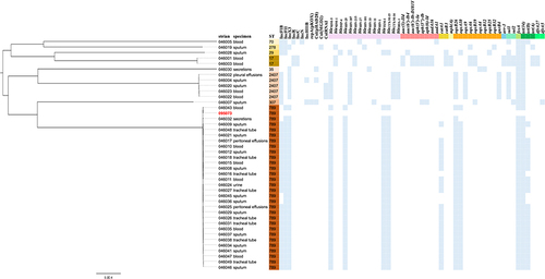 Figure 1 The phylogenetic tree and the distribution of antibiotic resistance genes of the 41 CRKP isolates.
