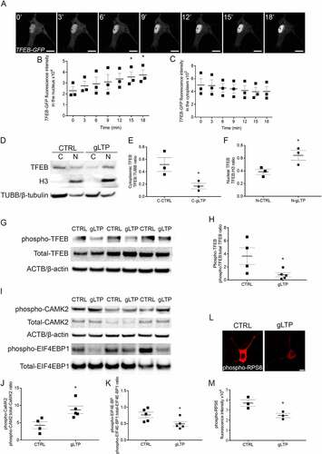 Figure 1. Synaptic activity induces TFEB trafficking to the nucleus in primary cultured neurons. (A) Tg cultured neurons were transfected with TFEB-GFP and stimulated by gLTP. The sequence of images, acquired every 3 min, showed the progressive entrance of TFEB-GFP into the nucleus, resulting in its increased fluorescence (scale bars: 10 μm). (B) Quantitative analysis showing significantly increased TFEB-GFP fluorescence levels within the nucleus after stimulation, by 55 ± 21% and 63 ± 20% at 15 and 18 min respectively, compared to time 0 min (n = 3; repeated measures ANOVA p = 0.0018, followed by Dunnett’s multiple comparison test, 0 min vs 15 min *p < 0.05, 0 min vs 18 min *p < 0.05). (C) Quantification of cytoplasmatic levels of TFEB-GFP fluorescence showing a decreasing trend after stimulation compared to time 0 min (n = 3; repeated measures ANOVA p = 0.06, followed by Dunnett’s multiple comparison test, p > 0.05). (D-F) Quantification of endogenous TFEB showing 67 ± 8% reduction in the cytoplasm and 67 ± 17% increase in the nucleus of stimulated (gLTP) compared to control (CTRL) neurons (n = 3; two-tailed unpaired t-test, *p < 0.05). (G) Western blot analyses demonstrated reduction of phospho-TFEB (Ser142) in gLTP compared to CTRL Tg neurons. Phospho-TFEB was normalized with total TFEB. (H) Quantitative analysis showed that levels of phospho-TFEB are reduced by 78 ± 9% in gLTP compared to CTRL Tg neurons (n = 4–5; two-tailed unpaired t-test, *p < 0.05). (I) Western blot analyses demonstrated reduction of phospho-EIF4EBP1 and increased phospho-CAMK2 in gLTP compared to CTRL Tg neurons. Phospho-EIF4EBP1 and phospho-CAMK2 were normalized with total EIF4EBP1 and total CAMK2, respectively. (J) Increased levels of phospho-CAMK2 (104 ± 25%) indicate the activation of neurons by gLTP (n = 4–5; two-tailed unpaired t-test, *p < 0.05). (K) Quantitative analysis showed that levels of phospho-EIF4EBP1 are reduced of 36 ± 17% in gLTP compared to CTRL Tg neurons (n = 5; two-tailed unpaired t-test, *p < 0.05). (L, M) gLTP significantly reduced levels of phospho-RPS6 of 33 ± 6% compared to control in Tg neurons, as quantified by confocal immunofluorescence (n = 3; two-tailed unpaired t-test, * p < 0.05; scale bar: 10 μm).