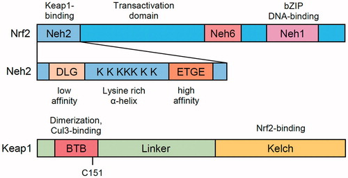 Figure 1. The domains of Nrf2 and Keap1. Both Nrf2 and Keap1 are highly conserved between species. In Nrf2 six homology domains, Neh1–6, were identified. The domains of interest in Nrf2 are Neh1, containing DNA-binding basic leucine zipper domain; Neh2, containing Keap1-binding redox-sensitive degron; and Neh6, containing redox-insensitive phosphodegron. The domains of interest in Keap1 are the Broad complex, Tramtrack and Bric-a-brac (BTB), the intervening linker region (IVR or simply linker) and Kelch repeats domain (Kelch). Keap1 homodimerizes via its BTB domain and binds to Nrf2 via its Kelch domain. Electrophilic inducers react with Cys 151 in the BTB domain abolishing Keap1 repressor activity. The linker region contains a number of cysteine residues critical to constitutive Keap1 repressor activity.