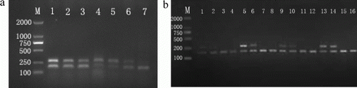 Figure 2.  Optimisation of PCR protocol for sex identification in the yak by simultaneous amplification of the SRY (272 bp) and bHBB (184 bp) genes. An aliguot (1 µL) of the first PCR product was submitted to 30 cycles in the nest amplification containing 1.5 µL each inner primer (0.6 µM) of SRY and bHBB. (a) The nested PCR products amplified with various concentrations of male yak DNA and outer primer in the first PCR. 1–3: DNA 15, 10, and 5 ng/µL; 4–7: outer primer 0.2, 0.4, 0.6 and 0.8 µM; M: DL2000 marker. (b) The nested PCR products amplified with various cycles of the first PCR. 1–4: 15 cycles; 5–8: 20 cycles; 9–12: 25 cycles; 13–16: 30 cycles; M: DL2000 DNA marker. Lanes 1, 2, 5, 6, 9, 10, 13, 14 contain male yak DNA; Lanes 3, 4, 7, 8, 11, 12, 15, 16 contain female yak DNA.