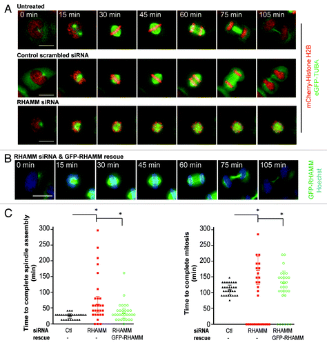 Figure 2. Proper mitotic kinetics and spindle microtubule assembly are dependent on RHAMM expression. (A) Living HeLa cells expressing eGFP-tubulin and mCherry Histone-H2B were treated with either control siRNA or siRNA duplexes targeting RHAMM and followed through mitosis using time-lapse microscopy. Scale bars = 10 μm. (B) HeLa cells were treated with siRNA duplexes targeting RHAMM and rescued with exogenous GFP-RHAMM. Cells were labeled with Hoechst to visualize DNA and followed through mitosis using time-lapse microscopy. Scale bars = 10 μm. (C) The kinetics for mitosis in RHAMM-silenced cells was delayed. Expression of exogenous GFP-RHAMM significantly reduced the time to transit through mitosis. Cells that did not complete mitosis during imaging are plotted at 0 min and were not included in the quantitation of mitosis duration. (mean ± s.d., n = 6, *P < 0.05).