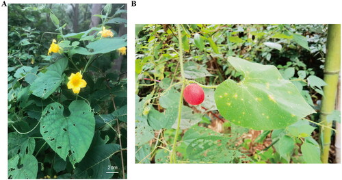 Figure 1. Species image of Thladiantha nudiflora showing the morphology of leaves and flowers (A) and fruit (B). Photograph was taken by Yan-Yan Zhao in Xuancheng, Anhui, China. Main identifying traits: Plants densely pubescent-hispid; leaves slightly stiff, blade ovate-cordate; with tendrils; female flowers solitary; flowering in spring and summer; fruiting pedicel robust, 2.5–5.5 cm; fruit red or red-brown when mature.
