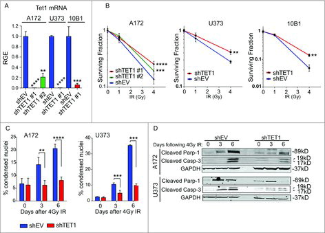 Figure 1. TET1-deficient cells display selective growth advantage following exposure to ionizing radiation. (A) qRT-PCR was conducted to measure TET1 knockdown following transduction with lentivirus encoding empty vector (shEV) or 1 of 2 shRNA constructs targeting TET1 (shTET1 #1 and #2) in A172 and U373 glioblastoma cells and non-tumor-derived 10B1 glial cells. TET1 mRNA levels are relative to GAPDH and normalized to shEV control (RGE, Relative Gene Expression). Asterisks indicate significance by Student's t-test and error bars represent the standard error of the mean (SEM). We performed 3 technical replicates and 3 biologic replicates.**P < 0.01, ***P < 0.001, ****P < 0.0001. (B) Colony formation was measured in control or TET1-deficient cells following 0, 1, or 4 Gy IR. Results are expressed as average of 3 independent experiments, and statistical significance was determined by Student's t-test. Error bars represent SEM. **P < 0.01, ***P < 0.001, ****P < 0.0001. (C) Quantification of condensed nuclei in A172 and U373 glioblastoma cells with control or TET1 knockdown is shown to the right from 3 independent experiments; significance was determined by Student's t-test and error bars are SEM. **P < 0.01, ***P < 0.001, ****P < 0.0001. (D) Representative Western blot images of apoptotic markers following 4 Gy IR in control or TET1-deficient A172 and U373 cells at 0, 3, and 6 d. GAPDH was used as a loading control. Two independent experiments were conducted.