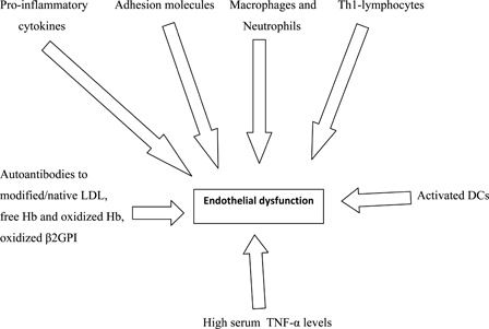 Figure 1. Cells and molecules involved in endothelial dysfunction.