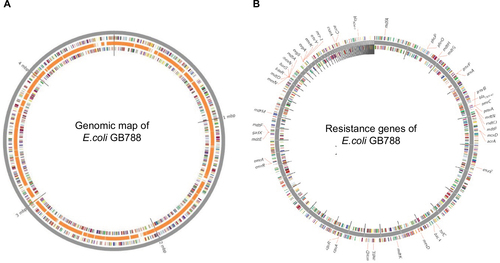 Figure S2 Genomic maps and resistance genes of Escherichia coli GB788.