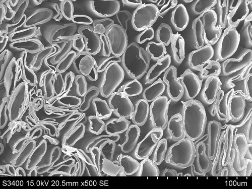 Figure 3. Microphotograph taken with a Scanning Electron Microscope – cross-sectional view of kapok fibers at 500× magnification. Source: own work of Institute of Natural Fibres and Medicinal Plants – National Research Institute. Photo SEM: A. Kicińska-Jakubowska.