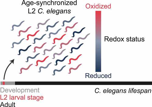 Figure 1. Developmental ROS vary naturally early in life. the use of genetically encoded redox sensors has revealed that significant fluctuations in the levels of ROS naturally occur in a population of age-synchronized C. elegans, with some animals having much higher levels of ROS and being more oxidized than others. this inter-individual variation is highest at the L2 stage of development, which comprises only a small period of the overall lifespan of C. elegans.