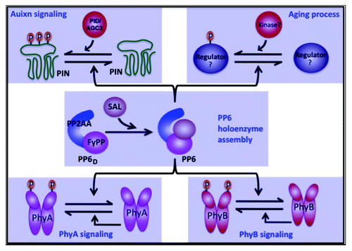 Figure 2. A model showing that PP6 functions as a molecular hub mediating multiple signaling pathways in plants. PP2AA and FyPP proteins interact together to form the PP6 phosphatase dimmer (PP6D). An additional regulatory subunit, SAL, interacts with PP6D to form the PP6 heterotrimeric holoenzyme. In auxin signaling, PP6 directly dephosphorylates the phosphorylated PIN proteins, while PID/AGC3 kinases are responsible to phosphorylate PIN. PP6 phosphatase and PID/AGC3 kinase thus keep the PINs’ phosphorylation homeostasis to direct auxin transport. In light signaling, PP6 directly targets autophosphorylated PhyA and PhyB to regulate light responses. PP6 may also functions antagonistically with unknown kinases to mediate the phosphorylation of some regulators in plant aging process. Question marks indicate unknown factors. p, phosphate.