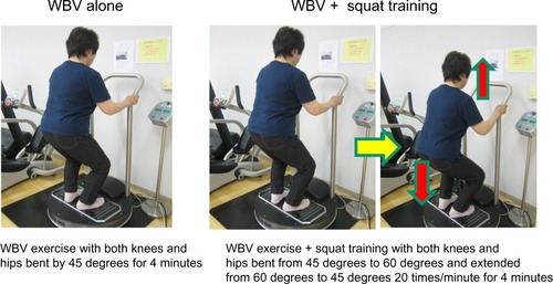 Figure 1 WBV exercise and squat training. WBV exercise was performed using a Galileo machine (G-900; Novotec, Pforzheim, Germany). The subject stands with knees bent (by 45 degrees) and hips bent (by 45 degrees), with feet 20 cm apart on a rocking platform with a sagittal axle that alternately thrusts the right and left legs upwards and downwards, thereby activating the muscles of the lower extremities. Each WBV exercise session was set at a frequency of 20 Hz and for a duration of 4 minutes. In the control group, only WBV exercise was performed. In the squat training group, squat training was added on the rocking platform of the Galileo machine during the 4-minute WBV exercise session.