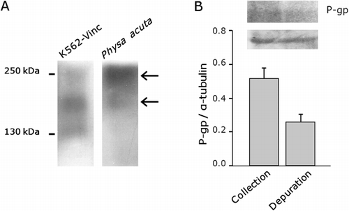 Figure 4 Detection of P-gp in Physa acuta snail homogenates. A, Western blot was probed with anti-P-gp C219 antibody which reacted with a diffuse band at c. 170 kDa and also at > 200 kDa (arrows). Vincristine-resistant K562 cell lysates were used as a positive control. Positions of molecular weight markers in kiloDaltons (kDa) are indicated on the left. B, Expression of c. 170 kDa band of P-gp was analysed on collection day and following a depuration period of 7 d. The relative level of P-gp using α-tubulin as the internal control is represented in the bar graph. Data represent mean ± SD from three separate experiments.