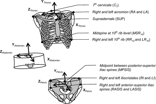 Figure 1. Locations of selected anatomical landmarks from McConville et al. (Citation1980) and from Young et al. (Citation1983) and orientations of the segment coordinate systems (SCSs) built from these landmarks.