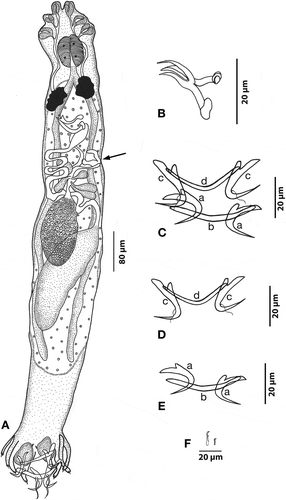 Figure 5. Hamatopeduncularia bifida sp. nov. (A) Composite illustration of entire worm (ventral view). (B) Copulatory organ (ventral view). (C–F) Hard parts. (C) Arrangement of anchors and bars (dorsal view): (a) ventral anchor, (b) ventral bar, (c) dorsal anchor, (d) dorsal bar. (D) Ventral anchors and bar. (E) Dorsal anchors and bar. (F) Marginal hooks. Arrow, gonopore.