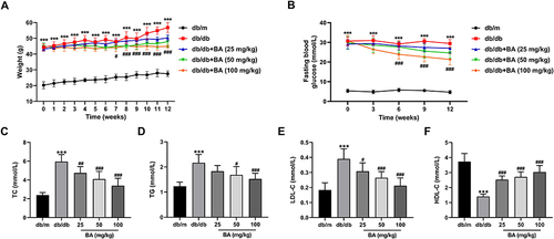 Figure 1 BA reduces blood glucose concentration and relieves the symptom of hyperlipidemia in db/db mice. (A–F) Diabetic db/db mice were administrated with various doses of BA (25, 50, and 100 mg/kg) or the same volume of normal saline (model control) for 12 weeks. The db/m mice were used as the negative controls. (A) Body weight was measured weekly during the experiment. (B) Fasting blood glucose levels of the mice were detected every 3 weeks during the experiment. (C–F) The levels of TC (C), TG (D), LDL-C (E), and HDL-C (F) in the serum samples of the mice at the end of the experiment. ***P<0.001 vs db/m mice; #P<0.05, ##P<0.01, and ###P<0.001 vs db/db model mice.