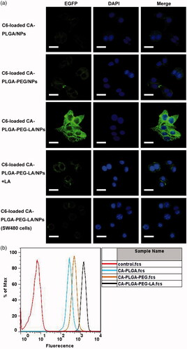 Figure 4. Cellular uptake assay of coumarin-6 loaded NPs. (a) After HepG2 cells were incubated with coumarin-6 loaded NPs for 2 h and then stained by DAPI, the fluorescent images were observed using confocal microscope. Scale bar: 50 μm. (b) Flow cytometry histogram profiles of C6-loaded NPs on HepG2 cells.