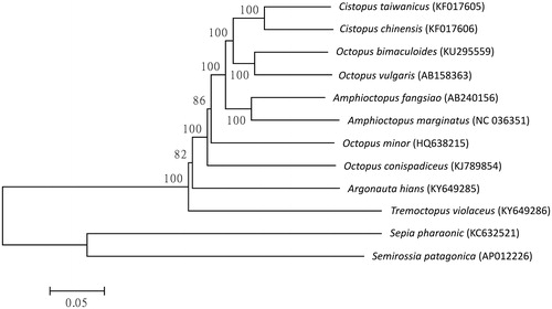 Figure 1. Phylogenetic relationship of Tremoctopus violaceus with other Octopoda as inferred by entire mitogenome. Trees were reconstructed using MEGA 7 program (Kumar et al. Citation2016) with neighbour-joining method. Numbers above branches are bootstrap values by 1000 replicates. The phylogenetic tree showed that a basal position of T. violaceus in Octopoda.