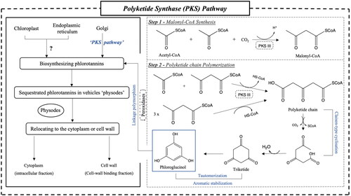 Figure 2. Potential biosynthesis pathway of phlorotannin in brown seaweed cells (Gómez and Huovinen Citation2020; Phang et al. Citation2023). PKS: polyketide synthase; CoA: coenzyme A.