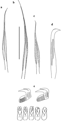 Figure 9. Myxicola giuliae. (a) 1st setiger thoracic chaeta; (b) 4th setiger thoracic chaeta; (c) 24th abdominal chaeta; (d) 4th setiger thoracic uncinus; (e) 24th abdominal uncini, lateral and front view. Scale bar: 0.05 mm.